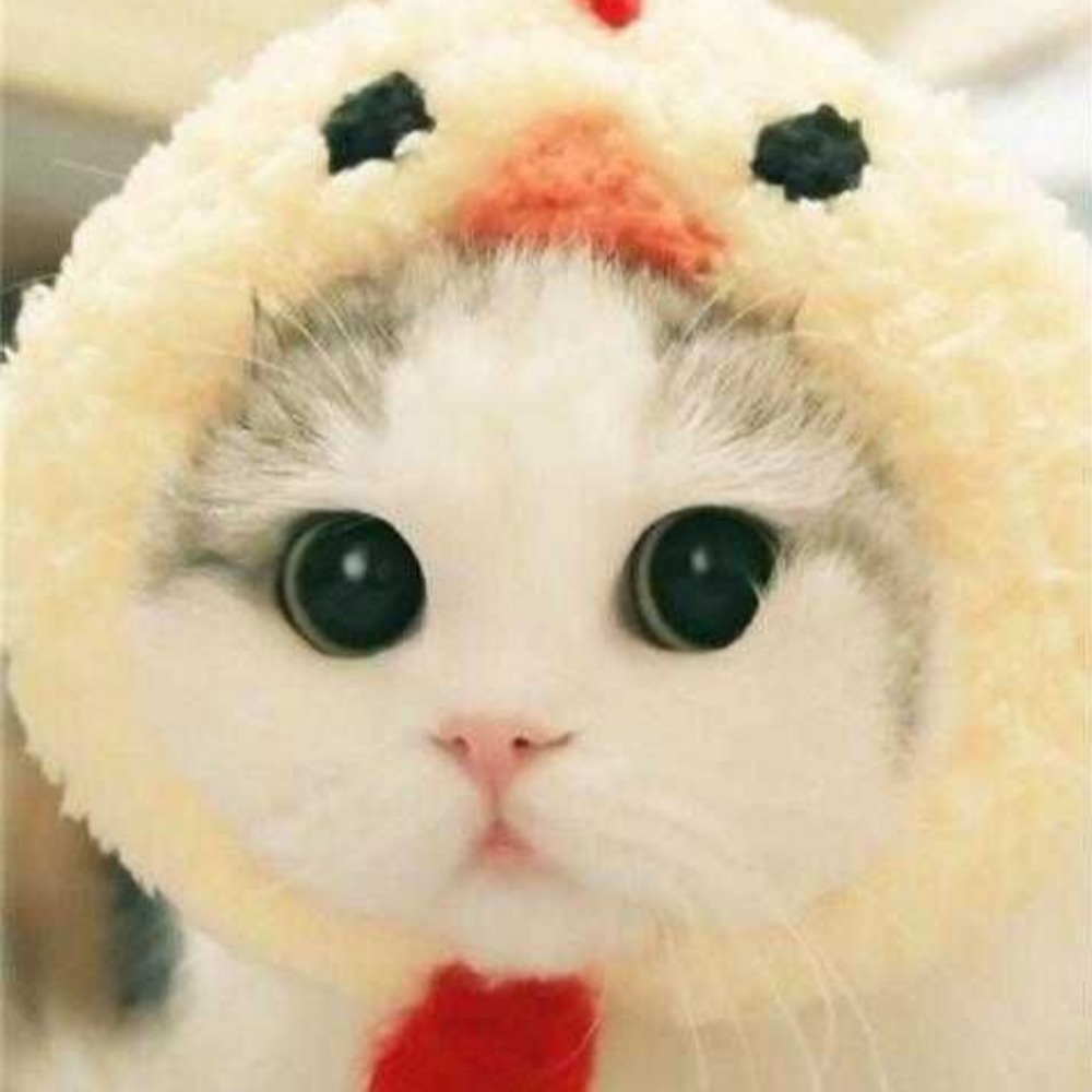 Meet your Posher, Ash